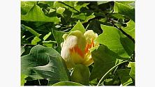 Blomma på ett tulpanträd
