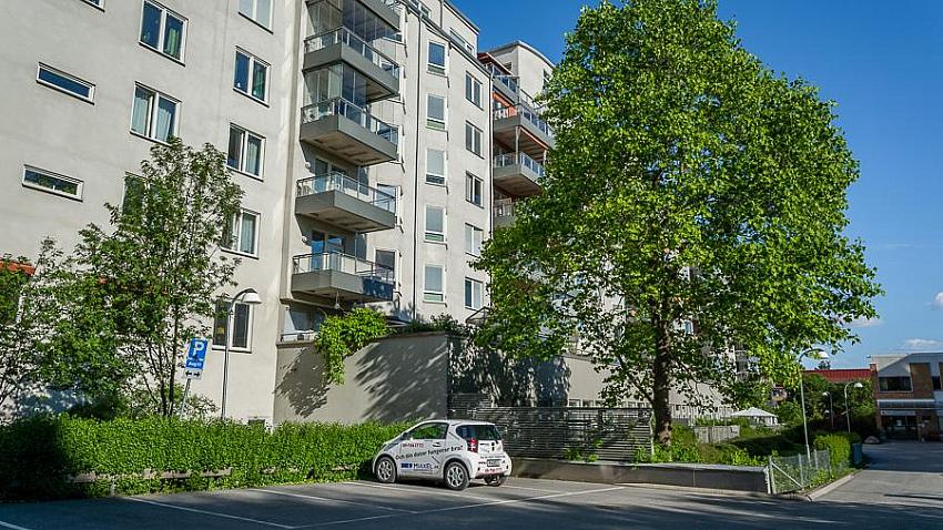 Tulpanträd (det stora till höger på bilden)