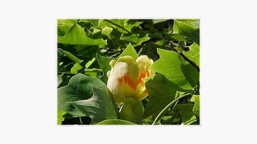 Blomma på ett tulpanträd
